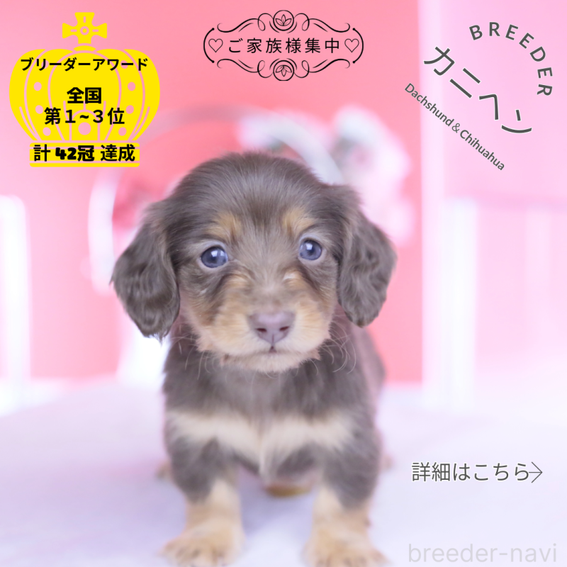 販売中の愛知県のカニンヘンダックスフンド(ロングヘアード)-444701の1枚目