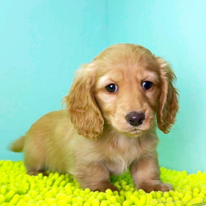 販売中の栃木県のミニチュアダックスフンド(ロングヘアード)-444703の5枚目