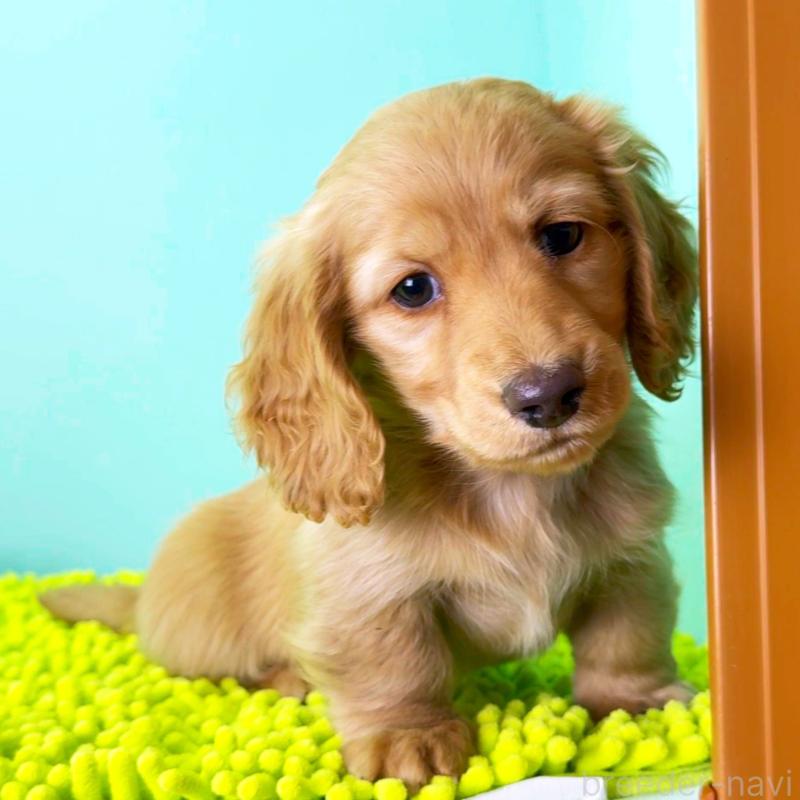 販売中の栃木県のミニチュアダックスフンド(ロングヘアード)-444703の4枚目