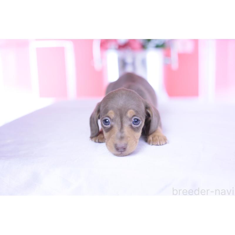 販売中の愛知県のカニンヘンダックスフンド(スムースヘアード)-444706の14枚目