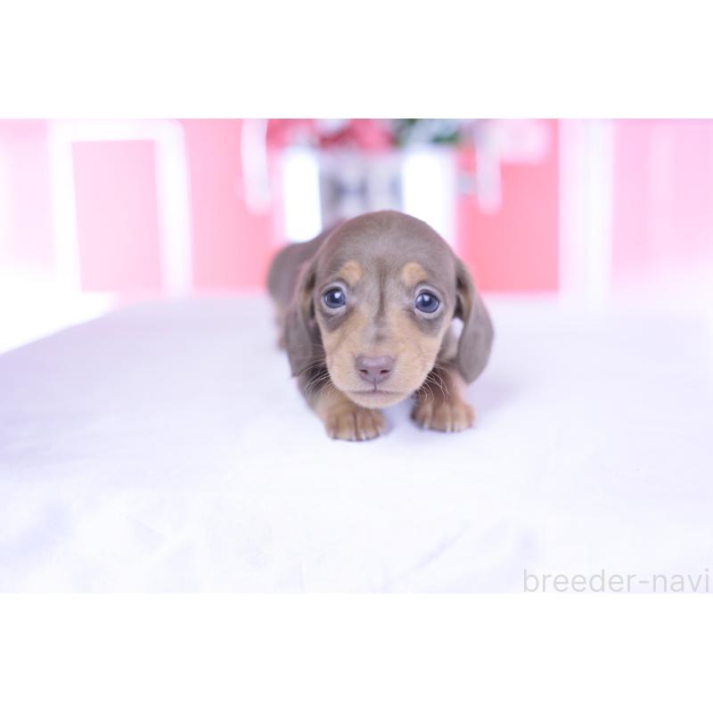 販売中の愛知県のカニンヘンダックスフンド(スムースヘアード)-444706の13枚目