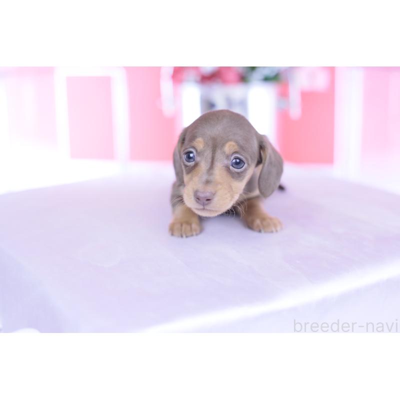 販売中の愛知県のカニンヘンダックスフンド(スムースヘアード)-444706の11枚目