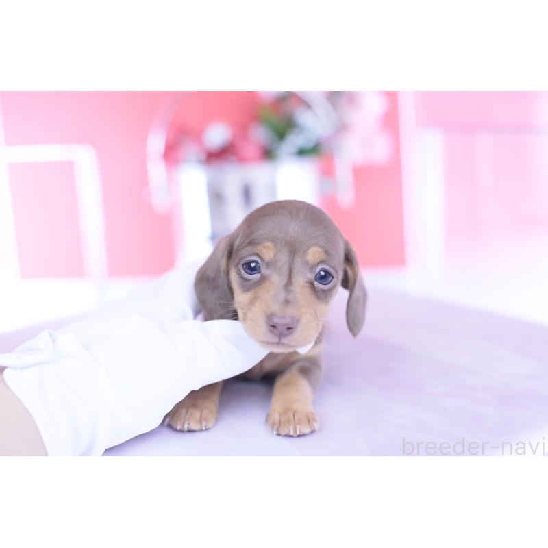 販売中の愛知県のカニンヘンダックスフンド(スムースヘアード)-444706の10枚目