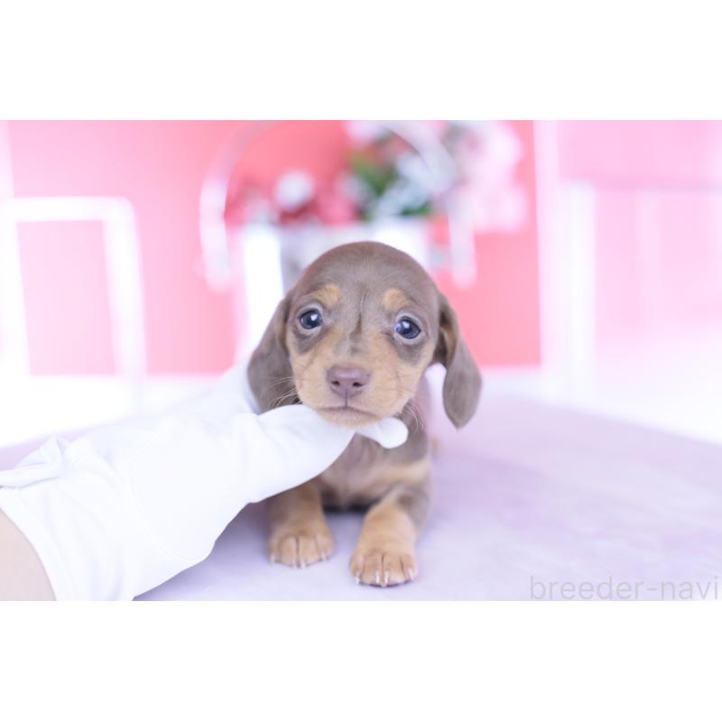 販売中の愛知県のカニンヘンダックスフンド(スムースヘアード)-444706の8枚目