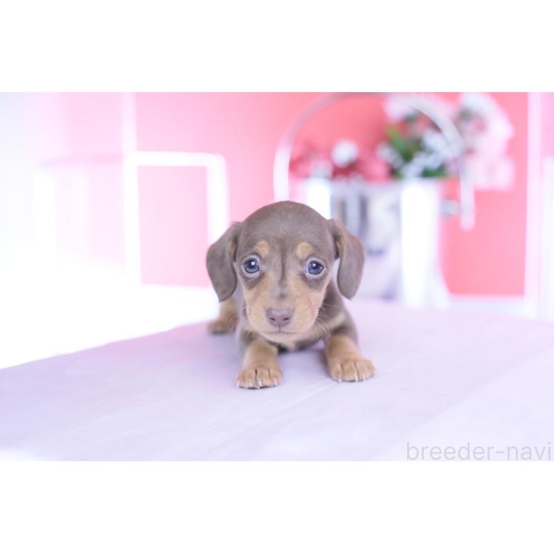 販売中の愛知県のカニンヘンダックスフンド(スムースヘアード)-444706の4枚目