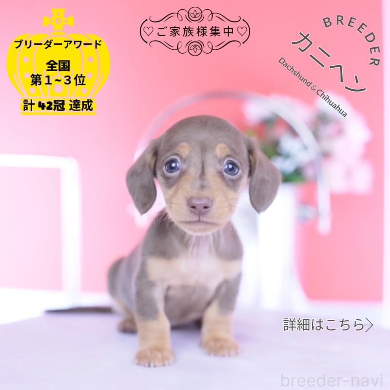 販売中の愛知県のカニンヘンダックスフンド(スムースヘアード)-444706