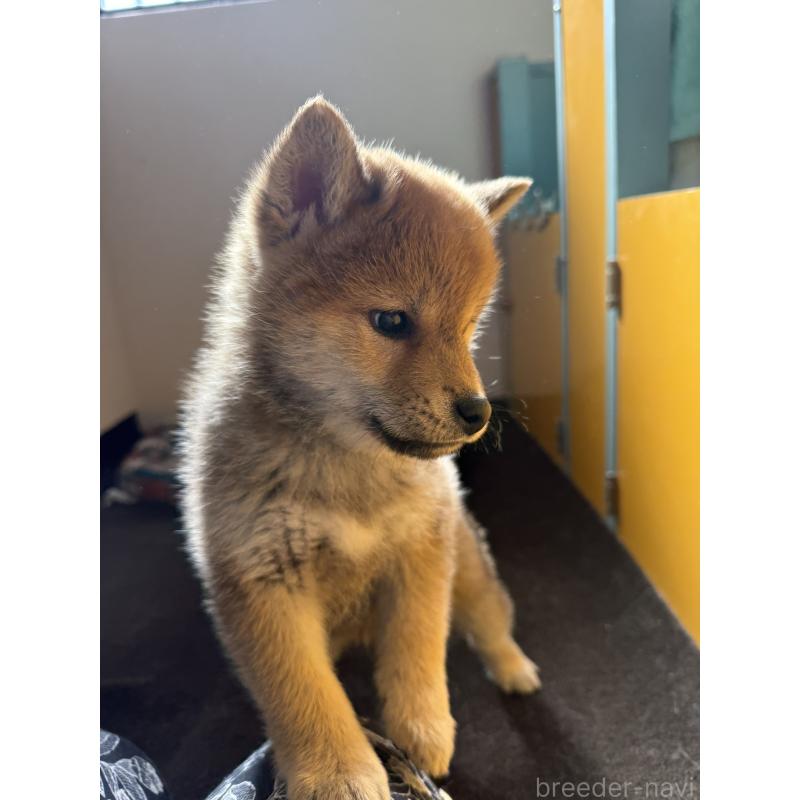 販売中の静岡県の柴犬-444712の9枚目