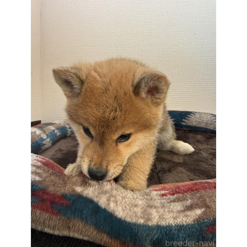 販売中の静岡県の柴犬-444712の8枚目