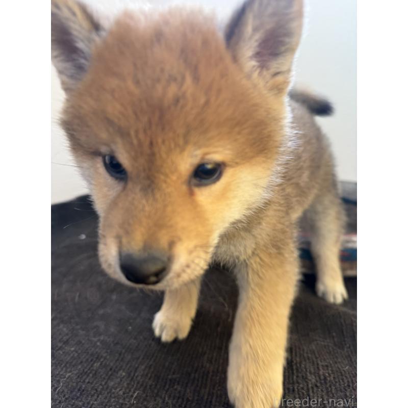 販売中の静岡県の柴犬-444712の7枚目