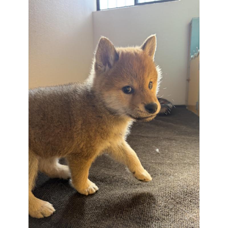 販売中の静岡県の柴犬-444712の5枚目