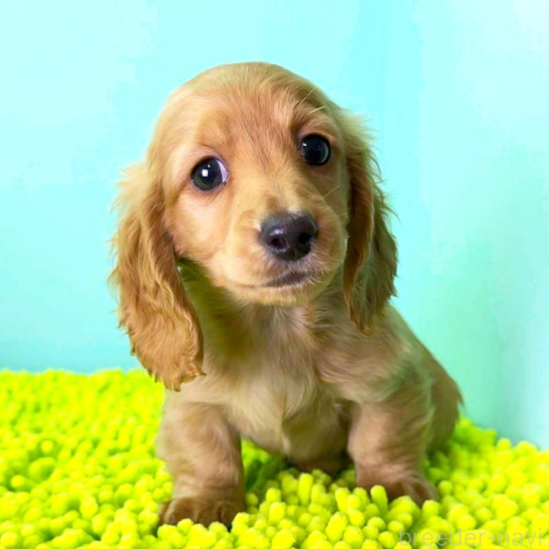 販売中の栃木県のミニチュアダックスフンド(ロングヘアード)-444708