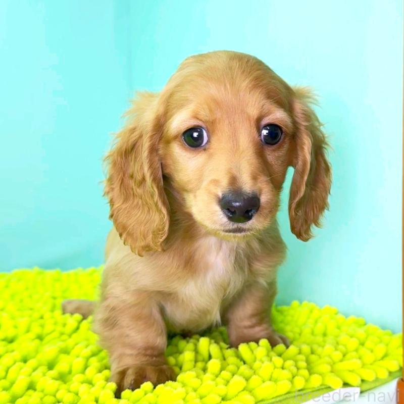 販売中の栃木県のミニチュアダックスフンド(ロングヘアード)-444708の6枚目