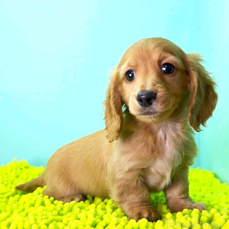 販売中の栃木県のミニチュアダックスフンド(ロングヘアード)-444708の3枚目