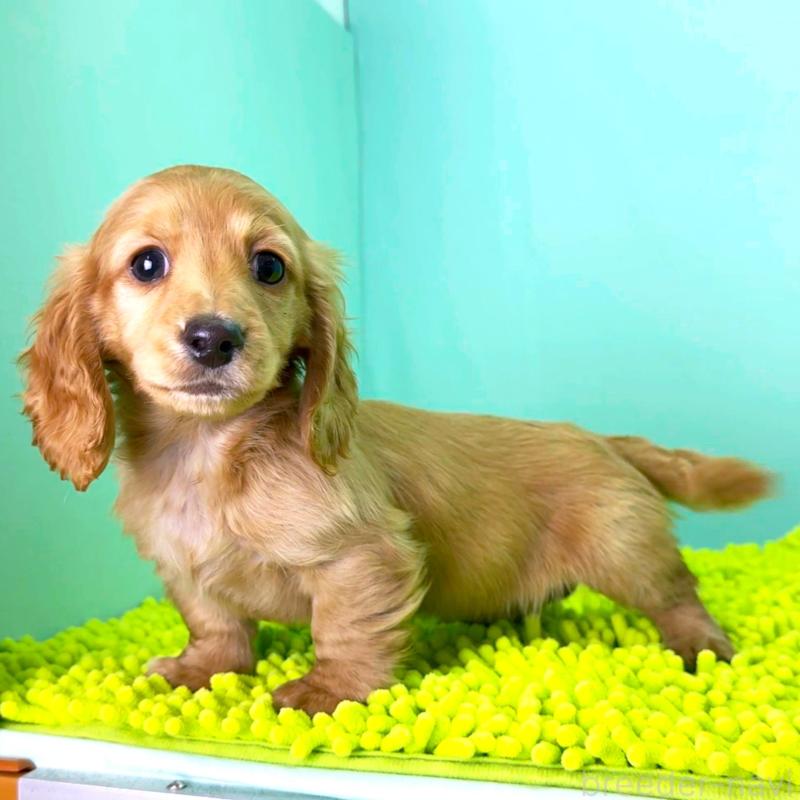 販売中の栃木県のミニチュアダックスフンド(ロングヘアード)-444708の2枚目