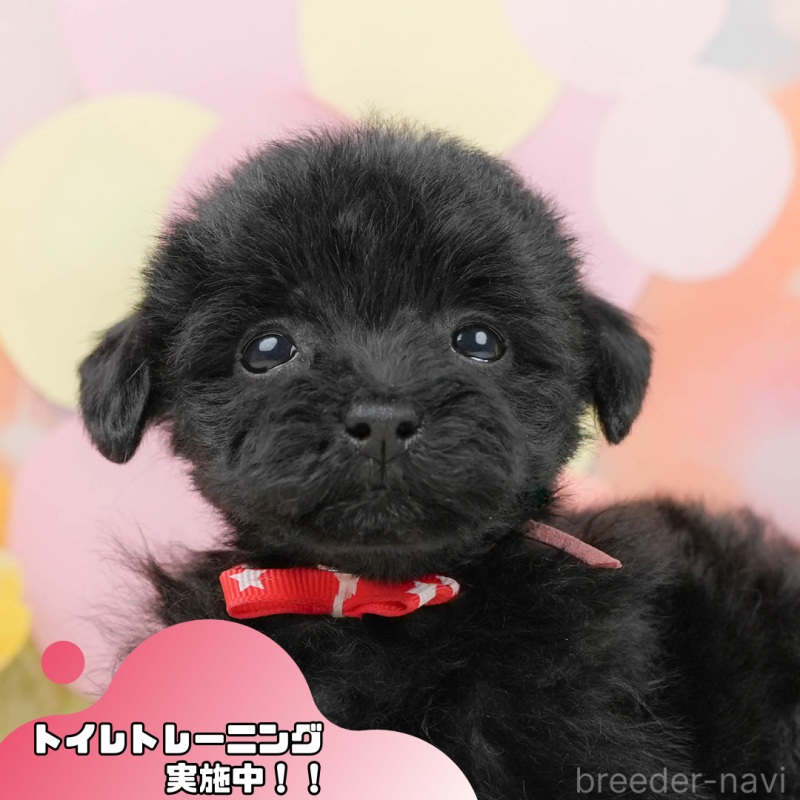 販売中の静岡県のトイプードル-444711の1枚目