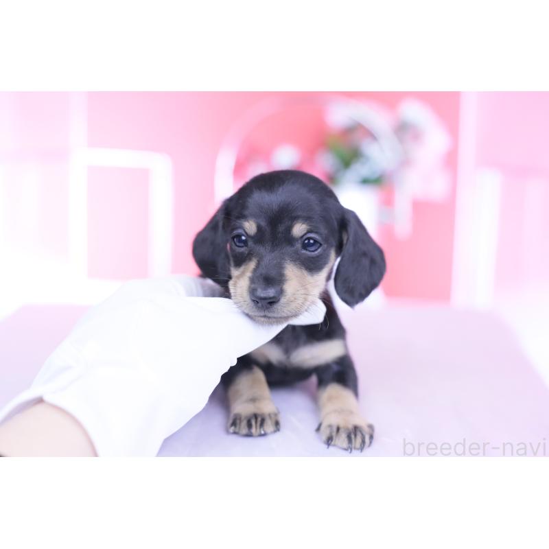 販売中の愛知県のカニンヘンダックスフンド(スムースヘアード)-444710の10枚目