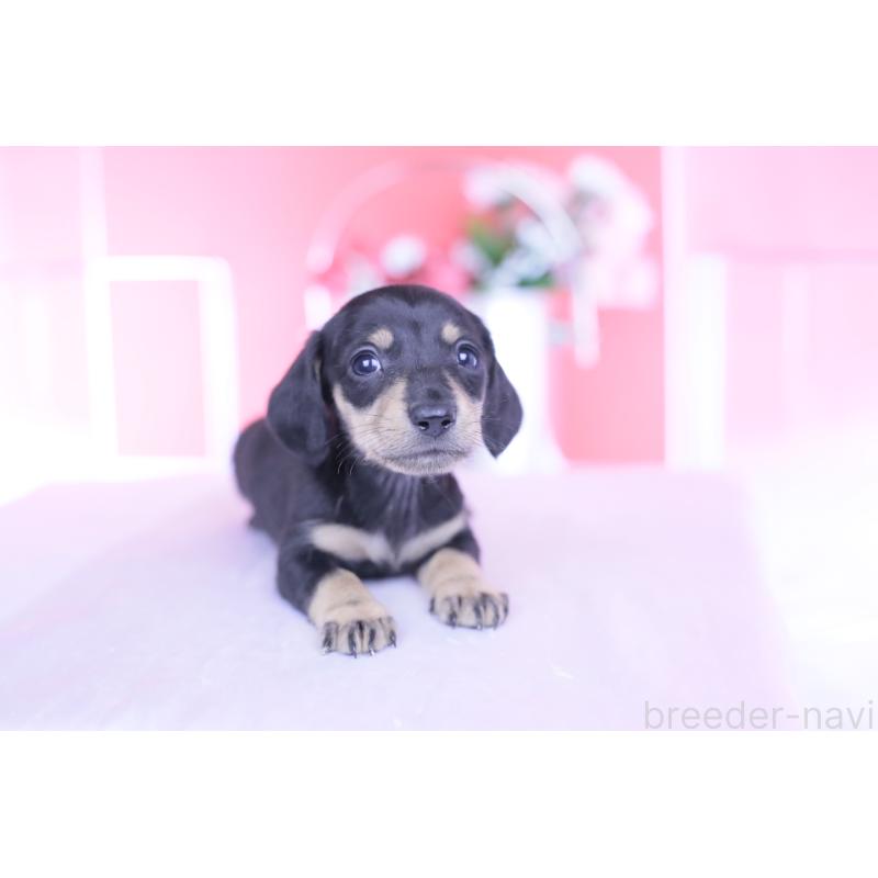 販売中の愛知県のカニンヘンダックスフンド(スムースヘアード)-444710の9枚目