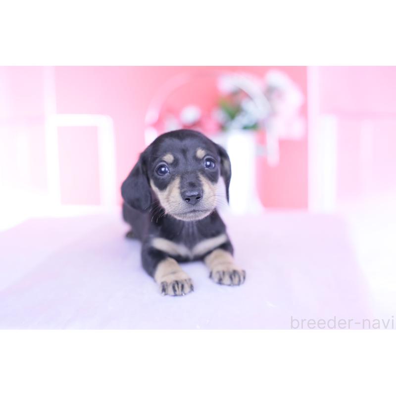 販売中の愛知県のカニンヘンダックスフンド(スムースヘアード)-444710の8枚目