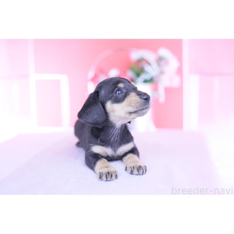 販売中の愛知県のカニンヘンダックスフンド(スムースヘアード)-444710の7枚目