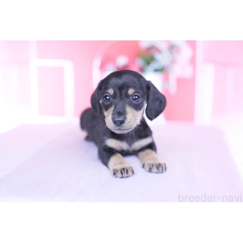 販売中の愛知県のカニンヘンダックスフンド(スムースヘアード)-444710の6枚目