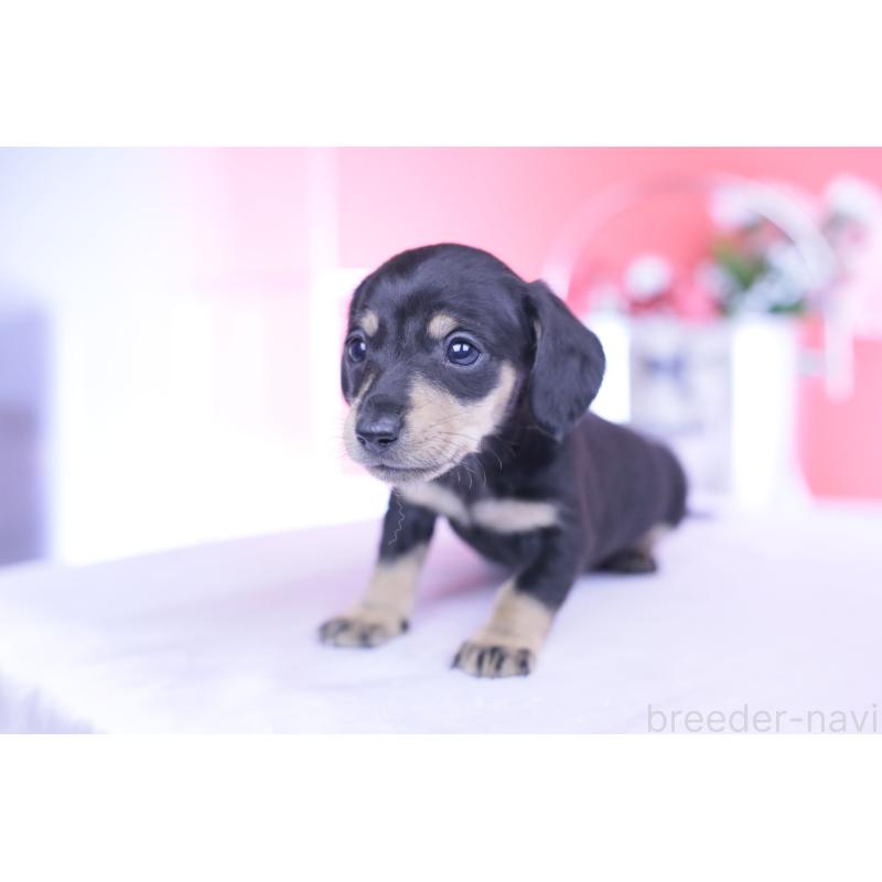 販売中の愛知県のカニンヘンダックスフンド(スムースヘアード)-444710の4枚目