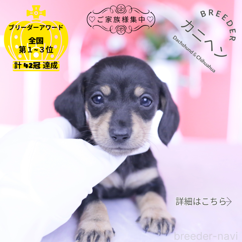 販売中の愛知県のカニンヘンダックスフンド(スムースヘアード)-444710