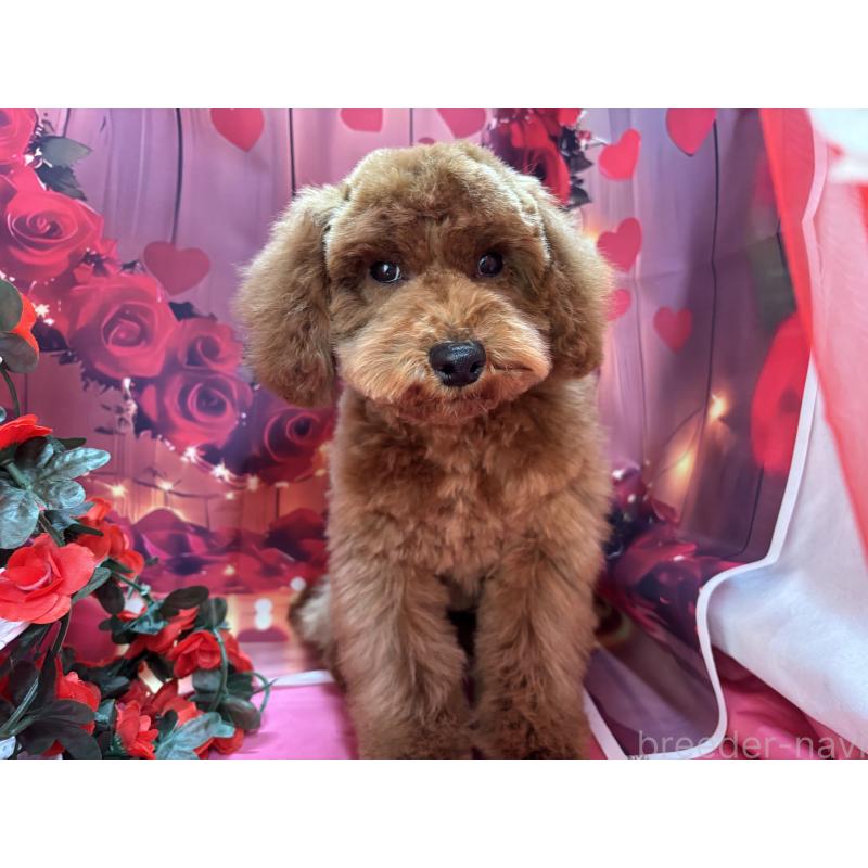 販売中の栃木県のトイプードル-423585の11枚目