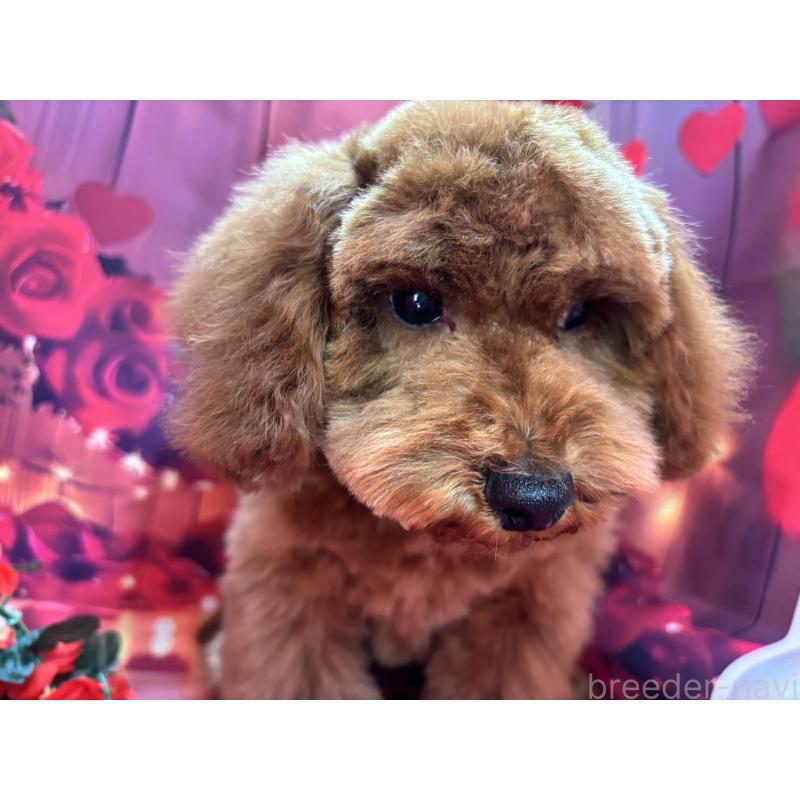 販売中の栃木県のトイプードル-423585の9枚目