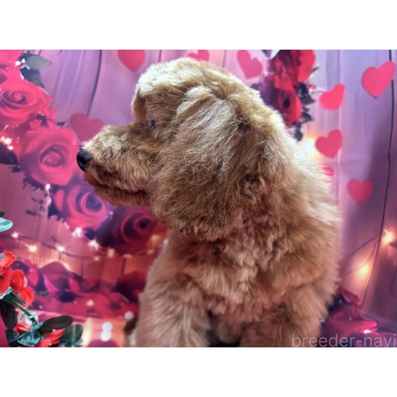 販売中の栃木県のトイプードル-423585の7枚目