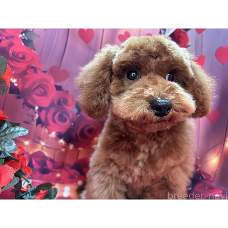 販売中の栃木県のトイプードル-423585の6枚目