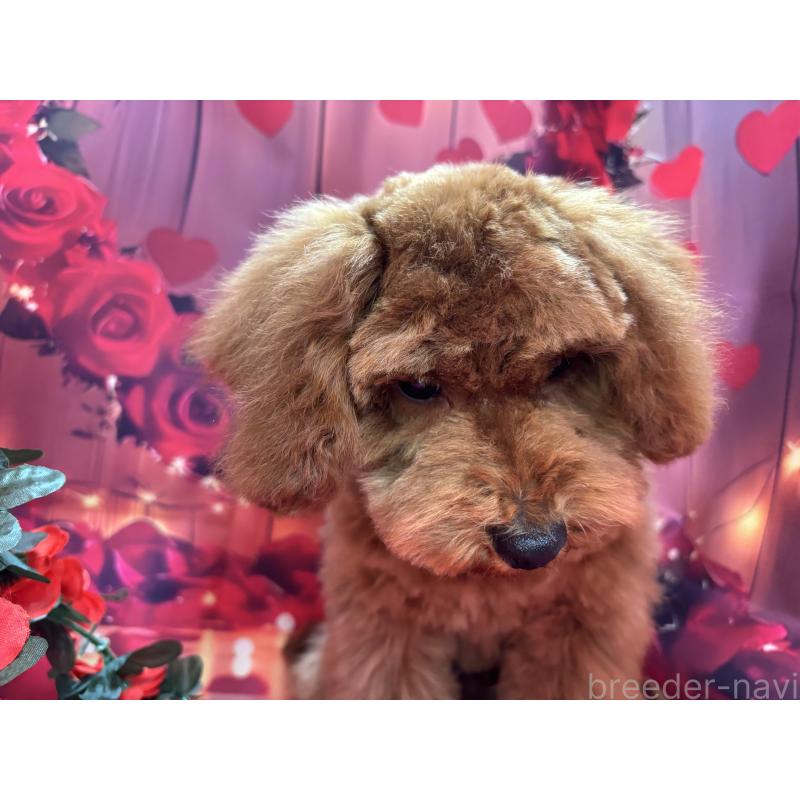 販売中の栃木県のトイプードル-423585の5枚目