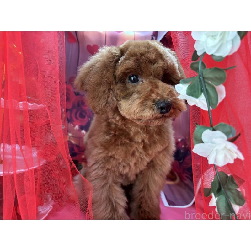 販売中の栃木県のトイプードル-423585の3枚目