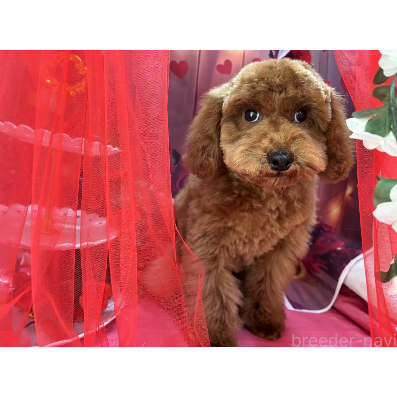 販売中の栃木県のトイプードル-423585の2枚目