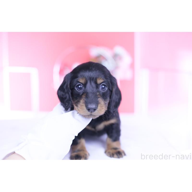 販売中の愛知県のカニンヘンダックスフンド(ロングヘアード)-444716の12枚目