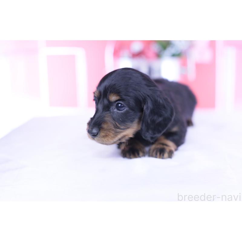 販売中の愛知県のカニンヘンダックスフンド(ロングヘアード)-444716の11枚目