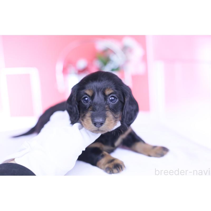 販売中の愛知県のカニンヘンダックスフンド(ロングヘアード)-444716の10枚目