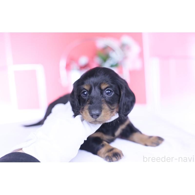 販売中の愛知県のカニンヘンダックスフンド(ロングヘアード)-444716の9枚目