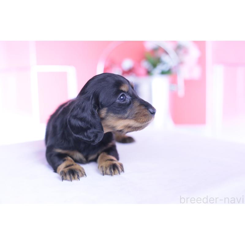 販売中の愛知県のカニンヘンダックスフンド(ロングヘアード)-444716の5枚目