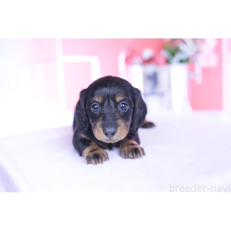 販売中の愛知県のカニンヘンダックスフンド(ロングヘアード)-444716の4枚目