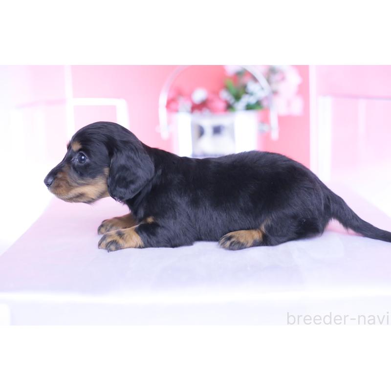 販売中の愛知県のカニンヘンダックスフンド(ロングヘアード)-444716の3枚目