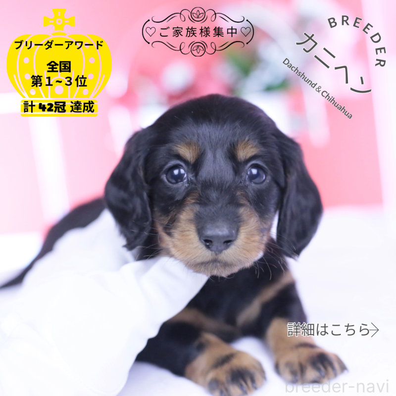 販売中の愛知県のカニンヘンダックスフンド(ロングヘアード)-444716