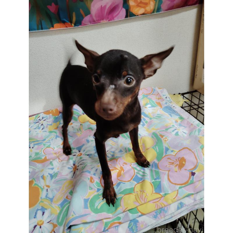 販売中の大阪府のミニチュアピンシャー(ミニピン)-409848の4枚目