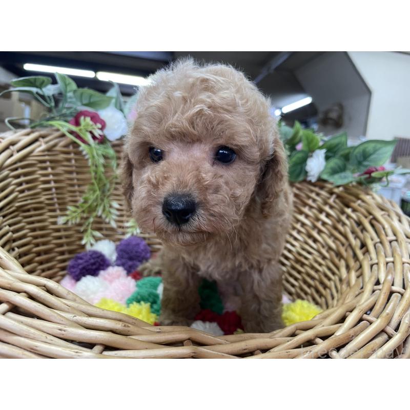 販売中の愛媛県のタイニープードル-444733の5枚目