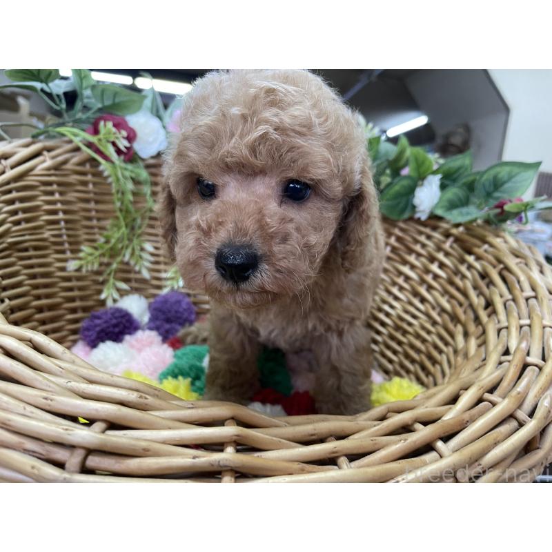 販売中の愛媛県のタイニープードル-444733の4枚目