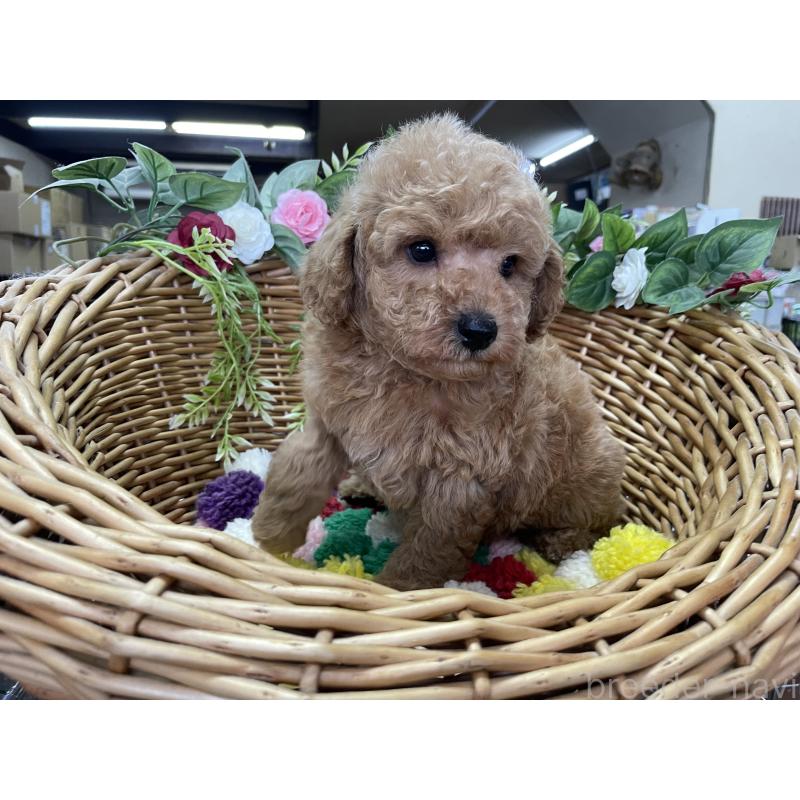 販売中の愛媛県のタイニープードル-444733の3枚目