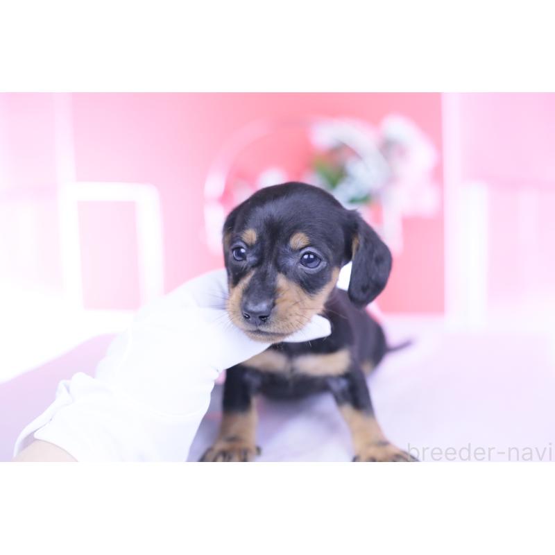 販売中の愛知県のカニンヘンダックスフンド(スムースヘアード)-444720の12枚目