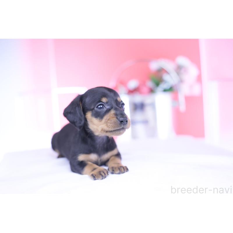 販売中の愛知県のカニンヘンダックスフンド(スムースヘアード)-444720の7枚目