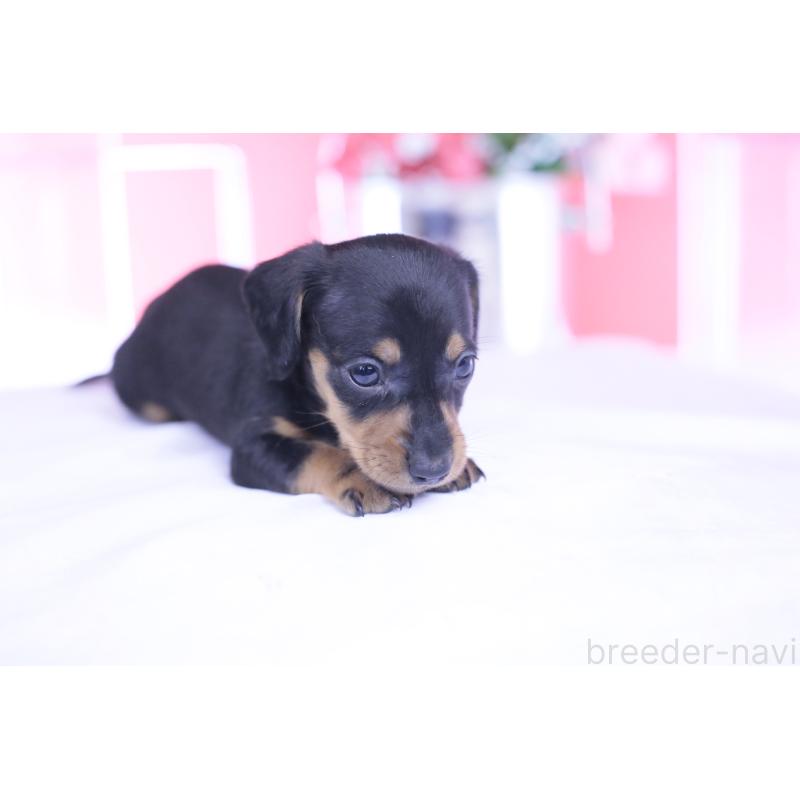 販売中の愛知県のカニンヘンダックスフンド(スムースヘアード)-444720の6枚目