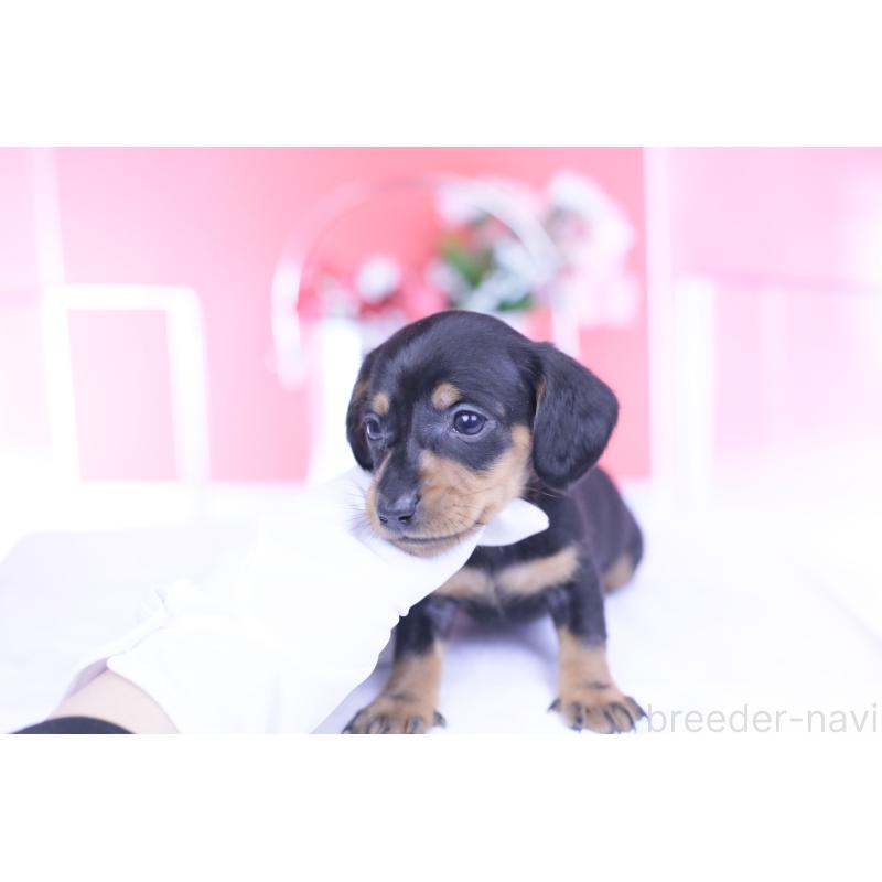 販売中の愛知県のカニンヘンダックスフンド(スムースヘアード)-444720の5枚目