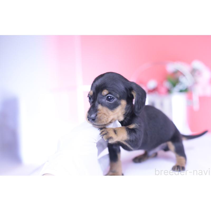 販売中の愛知県のカニンヘンダックスフンド(スムースヘアード)-444720の4枚目